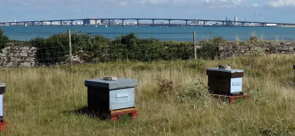 🐝 Famille Chupin Apiculture – Miels artisanaux de l’Île de Ré